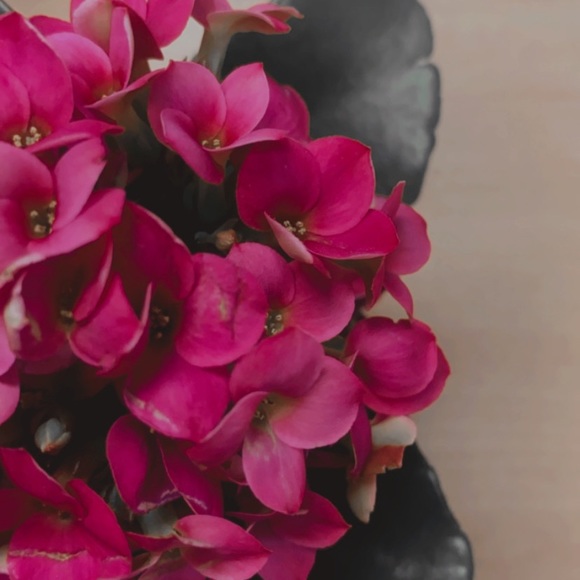 Meet your Posher, Claudia - Picture 1 of 1